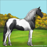 Horse Color:Black Tobiano 