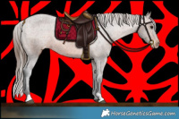 Horse Color:Brown Appaloosa 