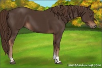 Horse Color:Liver Chestnut Tobiano 