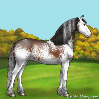 Horse Color:White Spotted Brown Splash 