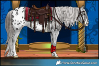 Horse Color:Black Appaloosa
