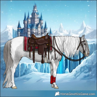 Horse Color:Black Tobiano Appaloosa 