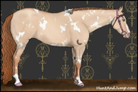 Horse Color:White Spotted Gold Champagne Dun Sabino 
