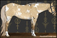 Horse Color:White Spotted Chocolate Palomino Dun Rabicano