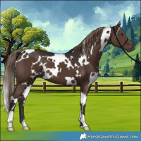 Horse Color:White Spotted Liver Chestnut 