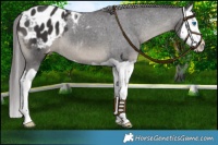 Horse Color:Platinum Smoky Black Splash Appaloosa 