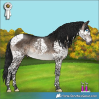 Horse Color:Gray Brown Dun Mushroom Splash Tobiano 
