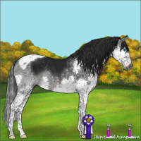 Horse Color:Gray Black Splash Tobiano Rabicano 