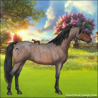 Horse Color:Bay Roan 