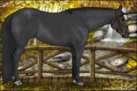 Horse Color:Platinum Black Sabino Rabicano 