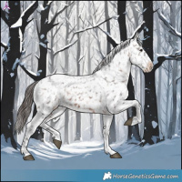 Horse Color:Brown Appaloosa 