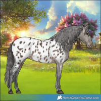 Horse Color:Brown Dun Appaloosa 