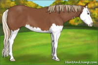 Horse Color:Chestnut Splash 