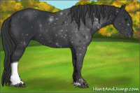 Horse Color:Black Tobiano 