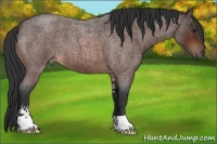 Horse Color:Brown Roan Sabino 