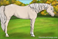 Horse Color:Cremello Tobiano 