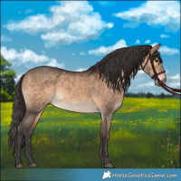 Horse Color:Bay Dun