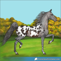 Horse Color:Brown Appaloosa 