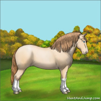 Horse Color:Buckskin Pearl Splash Frame 