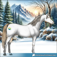 Horse Color:Buckskin Appaloosa 