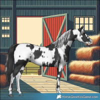 Horse Color:Black  and Liver Chestnut Splash Appaloosa Rabicano 