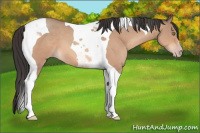 Horse Color:Sable Champagne Tobiano 