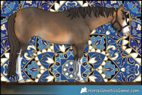 Horse Color:White Spotted Buckskin