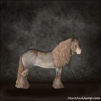 Horse Color:Liver Red Dun Appaloosa 