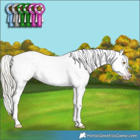 Horse Color:Gray Silver Classic Cream Champagne Sabino Splash Tobiano Snowflake Varnish 