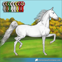 Horse Color:Gray Silver Smoky Black Sabino Splash Tobiano Appaloosa 