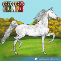 Horse Color:Gray Silver Smoky Black Sabino Splash Tobiano Snowflake Varnish 