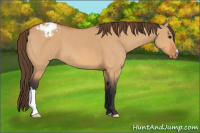 Horse Color:Bay Dun Appaloosa 