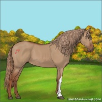 Horse Color:Red Dun 