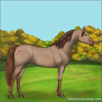 Horse Color:Red Dun 