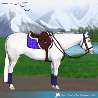 Horse Color:White Spotted Perlino Tobiano Frame Appaloosa Rabicano 