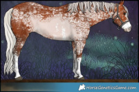 Horse Color:Silver Bay Ice Sabino 