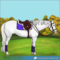 Horse Color:White Spotted Perlino Dun Tobiano Appaloosa Rabicano