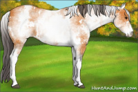 Horse Color:White Spotted Buckskin 