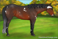 Horse Color:White Spotted Brown Rabicano 