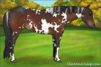 Horse Color:White Spotted Brown 
