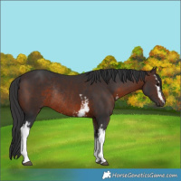 Horse Color:White Spotted Brown Rabicano 