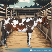 Horse Color:White Spotted Bay 