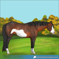 Horse Color:Brown Frame Rabicano 
