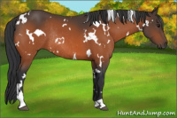 Horse Color:White Spotted Bay Rabicano 