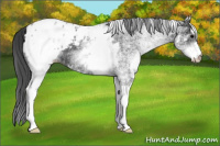 Horse Color:White Spotted Black Appaloosa Rabicano