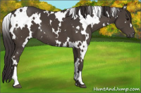 Horse Color:White Spotted Smoky Black
