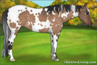 Horse Color:White Spotted Brown Dun 