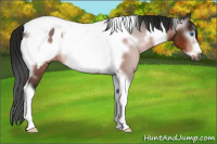 Horse Color:Gray White Spotted Brown Tobiano Frame Near Leopard Rabicano 