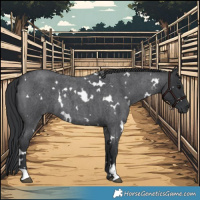 Horse Color:White Spotted Blue Roan 