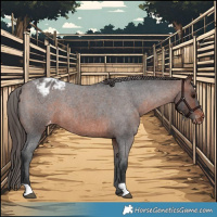 Horse Color:Brown Roan Appaloosa Rabicano 